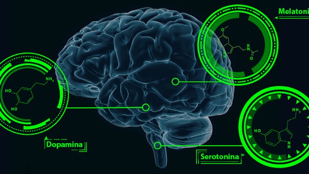 Cérebro com Dopamina, Serotonina e Mielina assinaladas (Foto: GE)