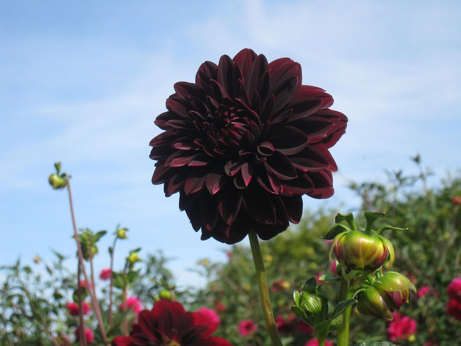 Dália negra: a flor com cor rara e usada desde a época dos astecas |  Paisagismo | Casa e Jardim