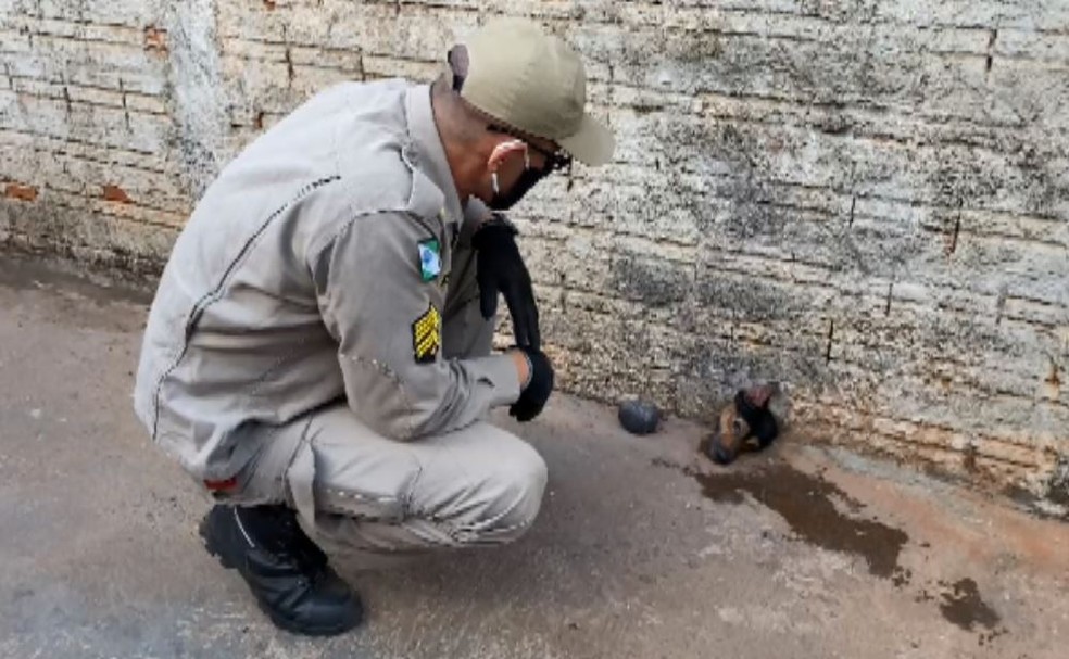 Cachorro foi resgatado após prender cabeça em um muro, em Paiçandu — Foto: Serviços Sarandi/Divulgação