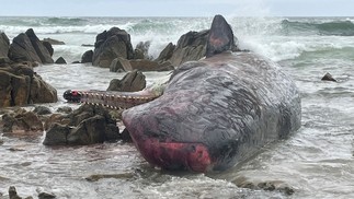 Baleias também foram encontradas encalhadas em King Island — Foto: AFP
