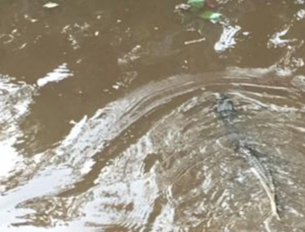 Animal foi encontrado em lago nas depend&ecirc;ncias do hotel &mdash; Foto: Divulga&ccedil;&atilde;o / Secretaria Municipal de Meio Ambiente