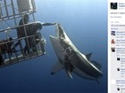 Russo se arrisca e 'acaricia' tubarão branco enorme em mergulho