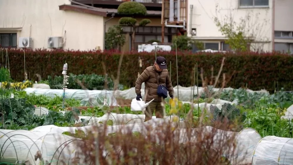 Agricultores japoneses são os mais idosos do mundo — Foto: JIRO AKIBA/BBC