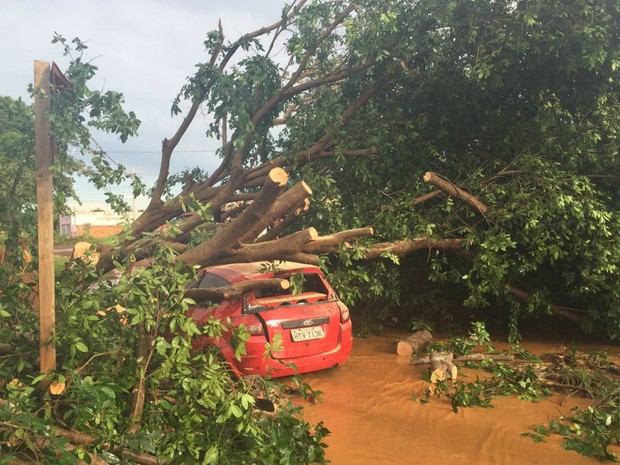 Árvore caiu sobre carro estacionado durante ventania de 60 km/h (Foto: Alysson Maruyama/ TV Morena)