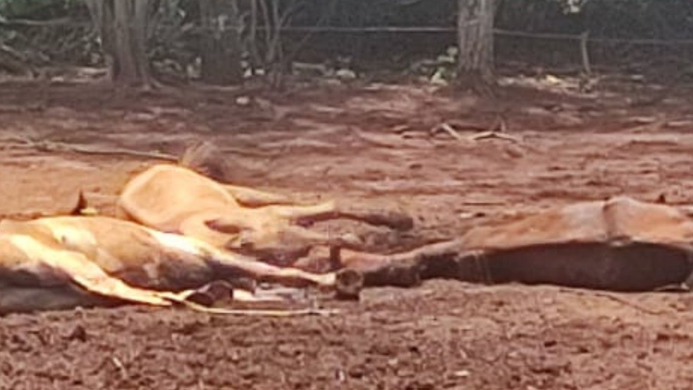 De acordo com a Civil, foram encontrados no local quatro cavalos muito magros, com os ossos a mostra, um cavalo deitado agonizando e outros dois animais mortos — Foto: Polícia Civil /Divulgação
