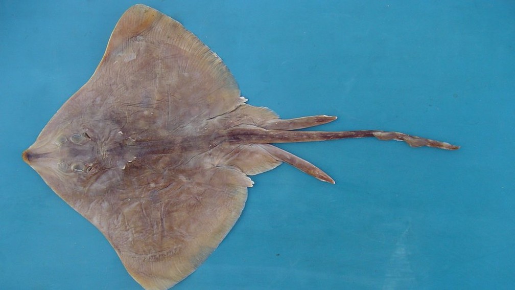 Raia emplastro é característica da América do Sul e é vulnerável à pesca predatória  (Foto: Otto Bismarck F. Gadig)