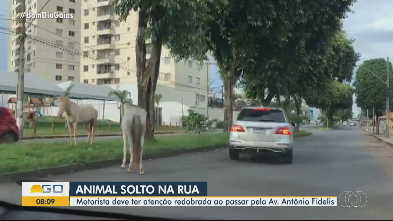 Motorista flagra cavalos soltos em avenida no Parque Amazônia, em Goiânia