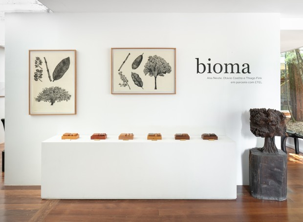 O Projeto Bioma prevê a catalogação de espécies nativas da flora brasileira (Foto: Divulgação / Projeto Bioma)