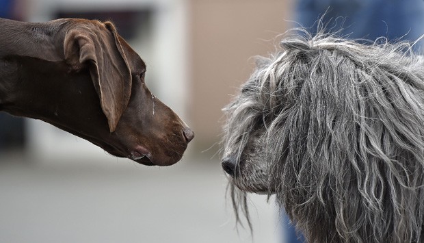 Cachorro de pelo curto pareceu dar 'encarada inveosa' em cão peludo durante evento (Foto: Martin Meissner/AP)