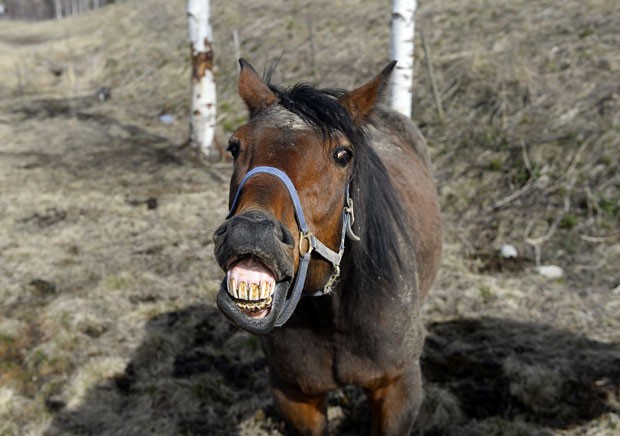 G1 - Cavalo é flagrado 'sorrindo' na Alemanha - notícias em