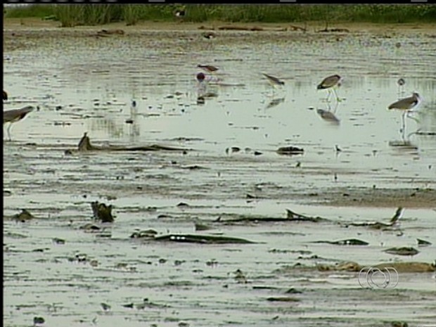 Algas invadem praia das Arnos (Foto: Reprodução/TV Anhanguera)