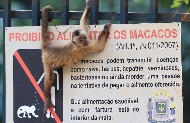 G1 - Macaco-prego - notícias em Fauna