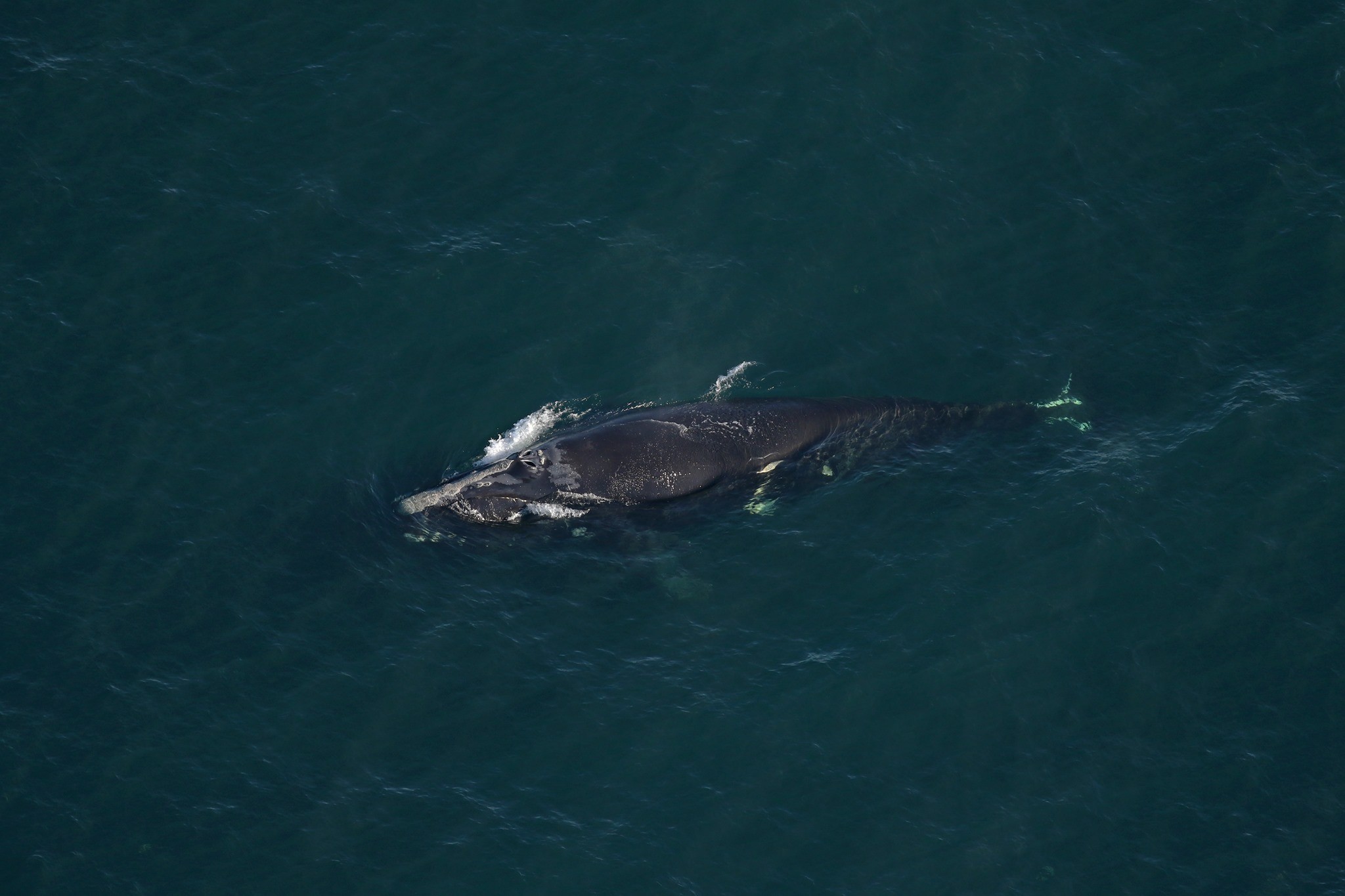 Especialistas acreditam que a baleia franca Infinity, de 19 anos, era a mãe do filhote  (Foto: Clearwater Marine Aquarium Research Institute/NOAA)
