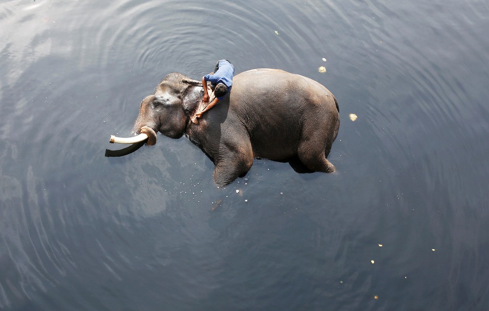 6 de fevereiro â Um homem banha seu elefante nas Ã¡guas poluÃ­das do rio Yamuna, em Nova DÃ©li, na Ãndia â Foto: Adnan Abidi/Reuters