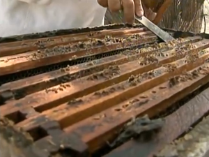 No município, prejuízos da apicultura já chegam a R$ 1 milhão. (Foto: Reprodução/ TV Asa Branca)