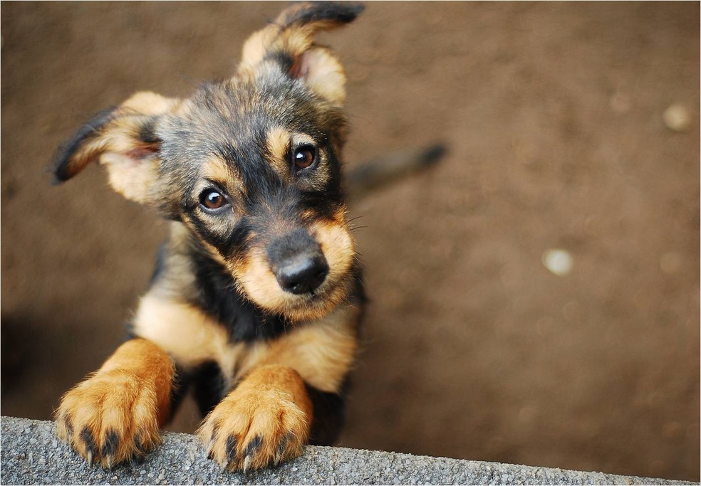 Veja 25 curiosidades sobre os cachorros | Parada Pet Ribeirão | Rede Globo