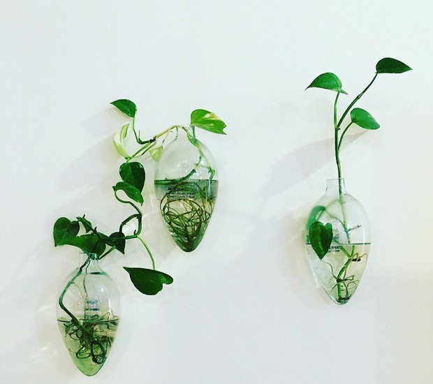 A jardineira e youtuber Debora Morato @debora_morato multiplicou suas jiboias pelo método hidropônico (Foto: Instagram/Reprodução)