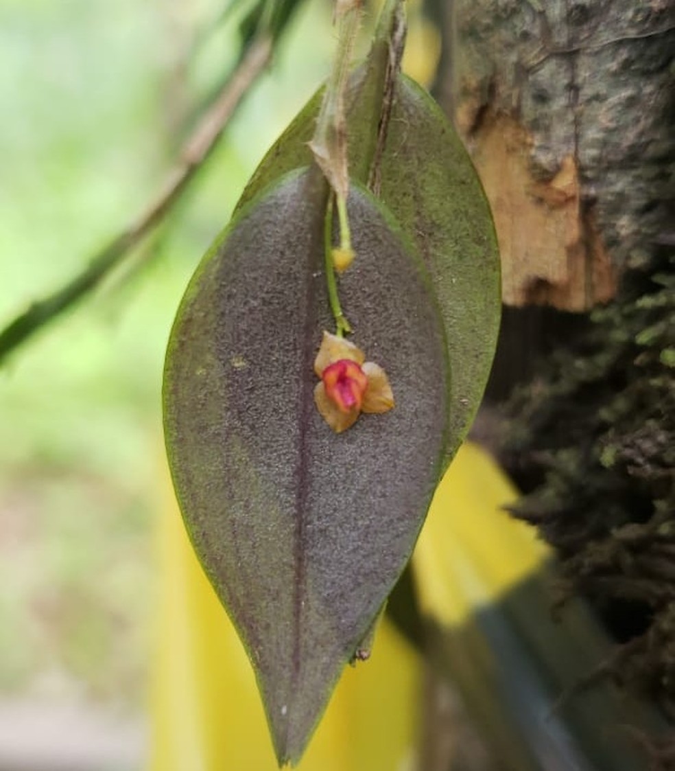 Nova espécie rara de orquídea nativa é descoberta no Parque do Tumucumaque,  no Amapá | Amapá | G1