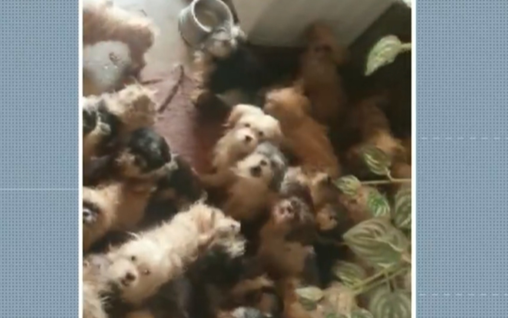 Polícia Civil resgata 41 cães em situação de maus-tratos em casa, no Centro de Poços de Caldas, MG