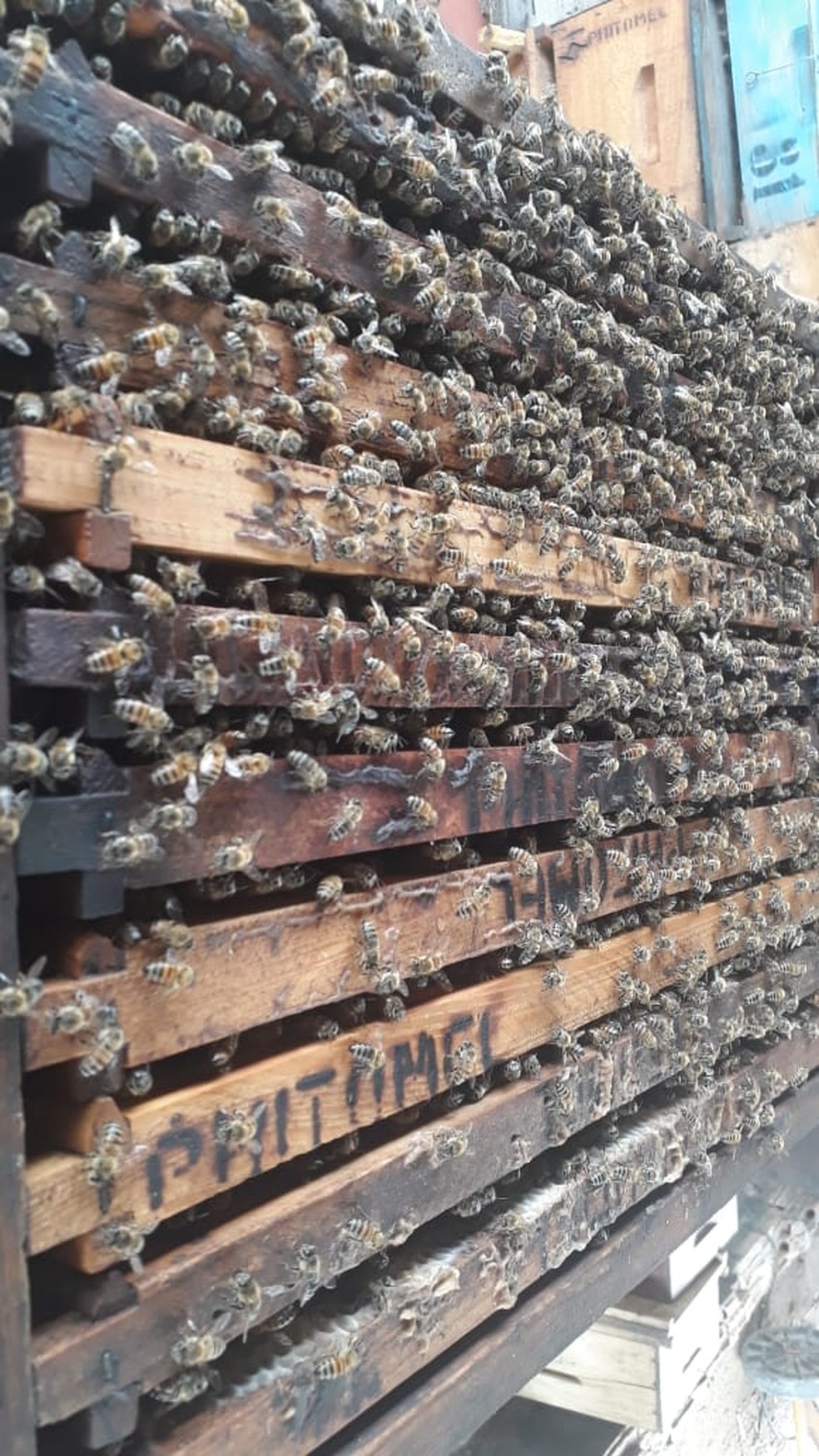 Apicultores registram aumento na produção de mel na pandemia — Foto: Cedida/Lucas Cremonezi