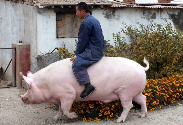 Porcos, Baratas e Tarados… saiba porque os fanboys são conhecidos assim no  Japão – Aperta o X