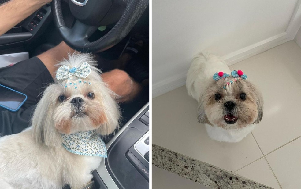 Gabriela Diniz oferece R$ 3 mil para quem encontrar a cachorra Pandora — Foto: Gabriela Almeida Diniz/Arquivo pessoal