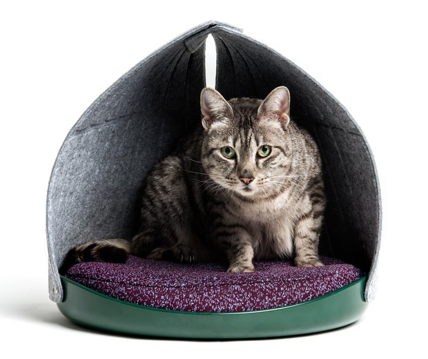 Agência de design cria mobiliário para gatos com peças adaptáveis (Foto: Divulgação)