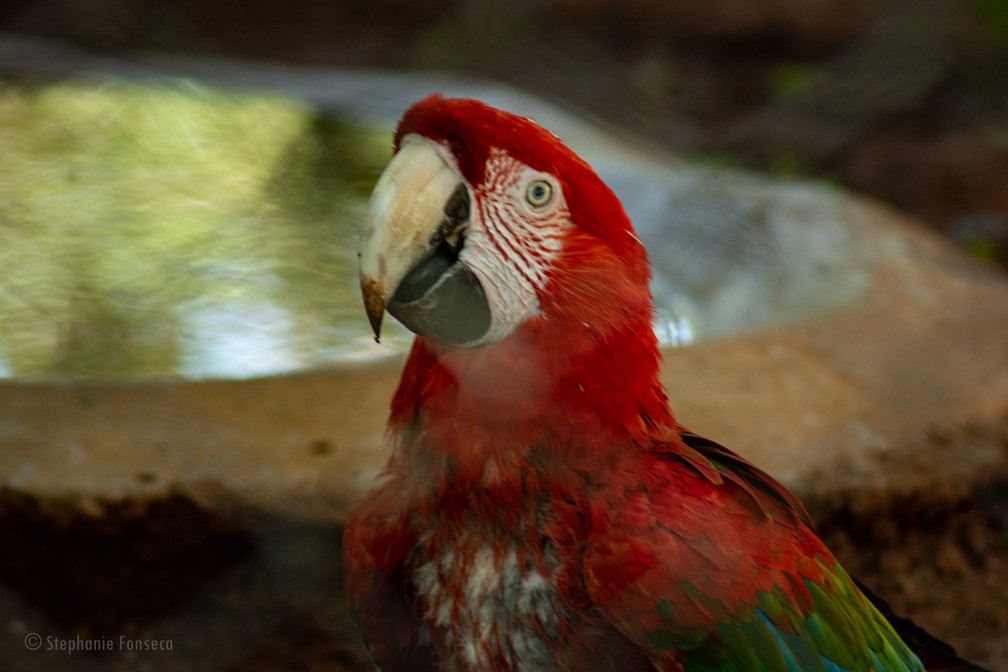 Arara-vermelha-grande, que recebeu o nome de Bailarina, é a mais velha do aviário do Parque Ecológico da Cidade da Criança — Foto: Stephanie Fonseca