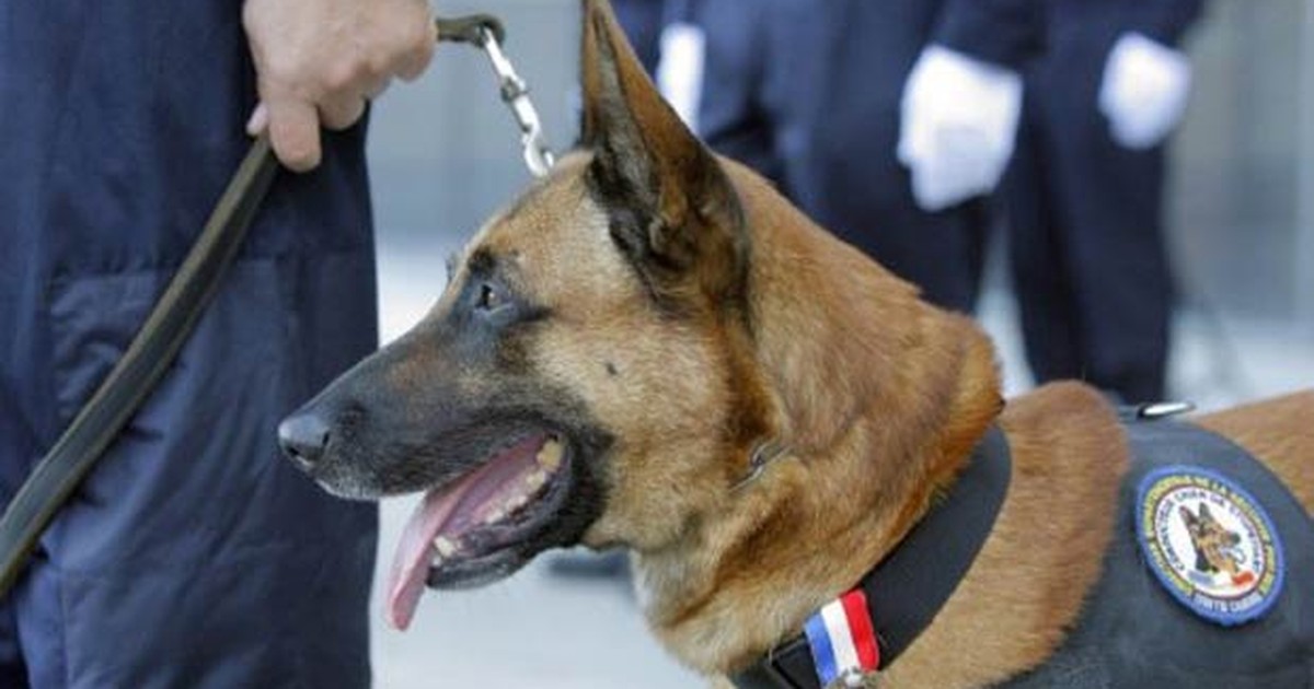 Cão das forças especiais francesas é condecorado com medalha