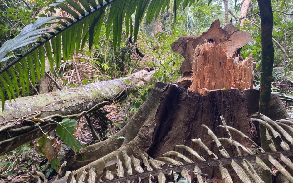 Árvores sofreram corte raso em devastação causada por invasores — Foto: Reprodução