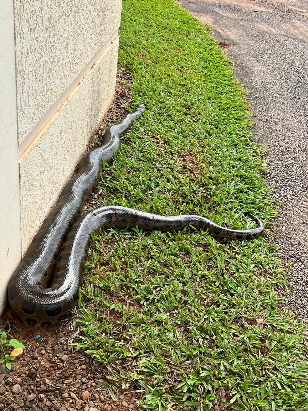 Cobra apareceu em chácara no sábado (14), em Itápolis (SP) — Foto: Júnior Palhari/Arquivo Pessoal