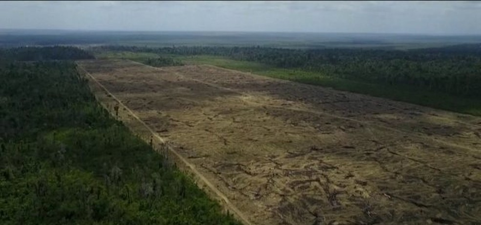 Desmatamento no Pará aumentou quatro vezes nos últimos 12 meses, diz instituto  — Foto: Reprodução/JN