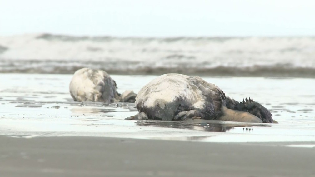 Pinguins-de-magalhÃ£es sÃ£o encontrados mortos em Ilha Comprida, SP. (Foto: ReproduÃ§Ã£o/TV Tribuna)