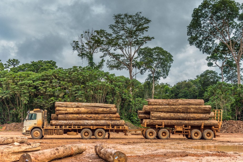 Exploração de madeira em Rondônia