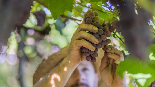 Vindima na Serra Gaúcha: saiba como aproveitar a temporada da colheita das uvas de 2023
