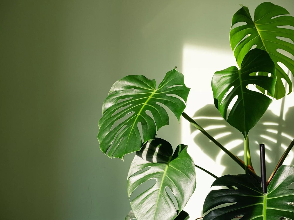 Plantas ornamentais: 10 espécies para ter na sala de estar | Smart | Casa  Vogue
