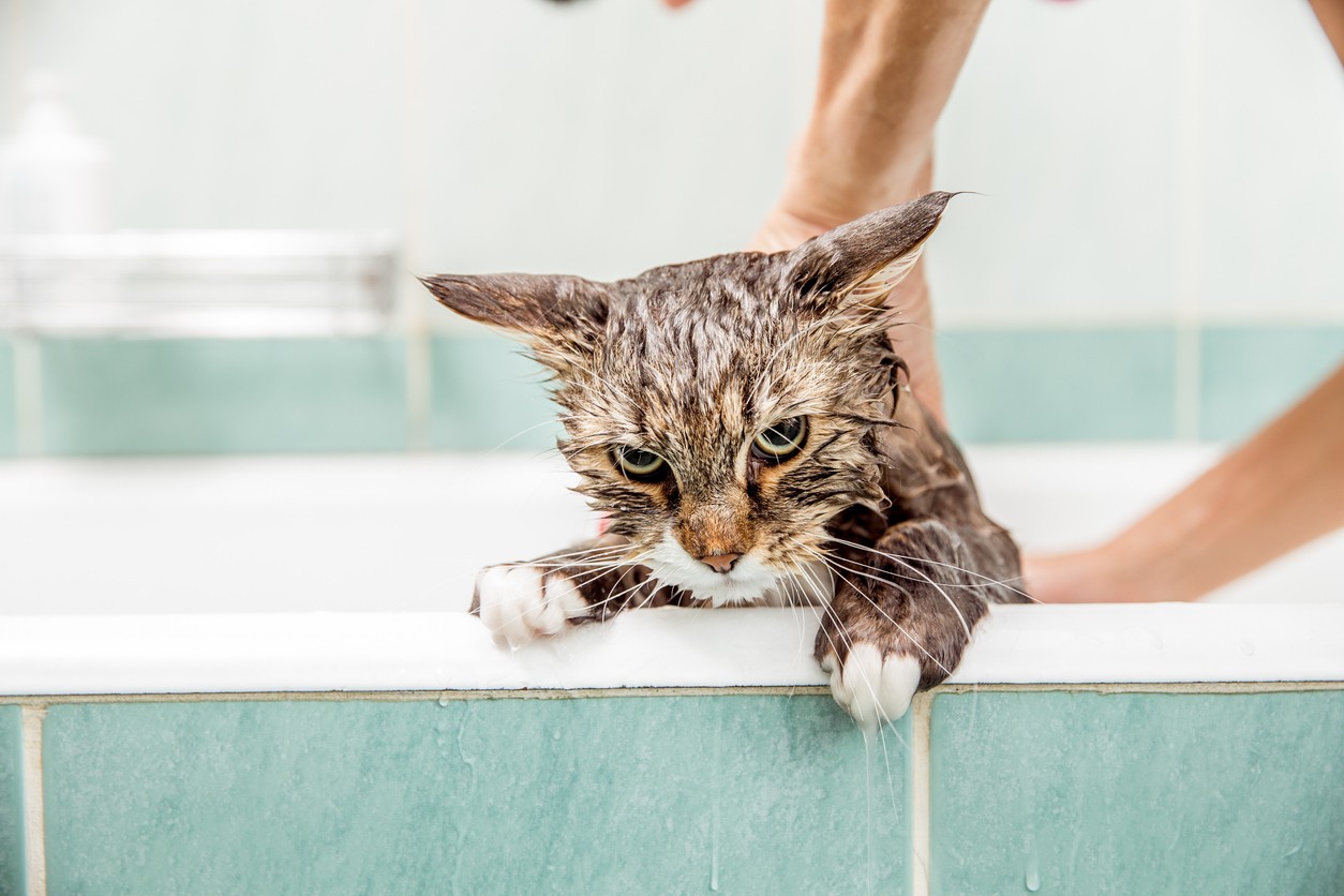 Segundo veterinária, gatos devem tomar banho uma vez por mês  (Foto: Divulação/Pet de Todos)