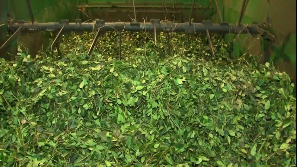 Erva-mate produzida no Paraná — Foto: RPC/Reprodução