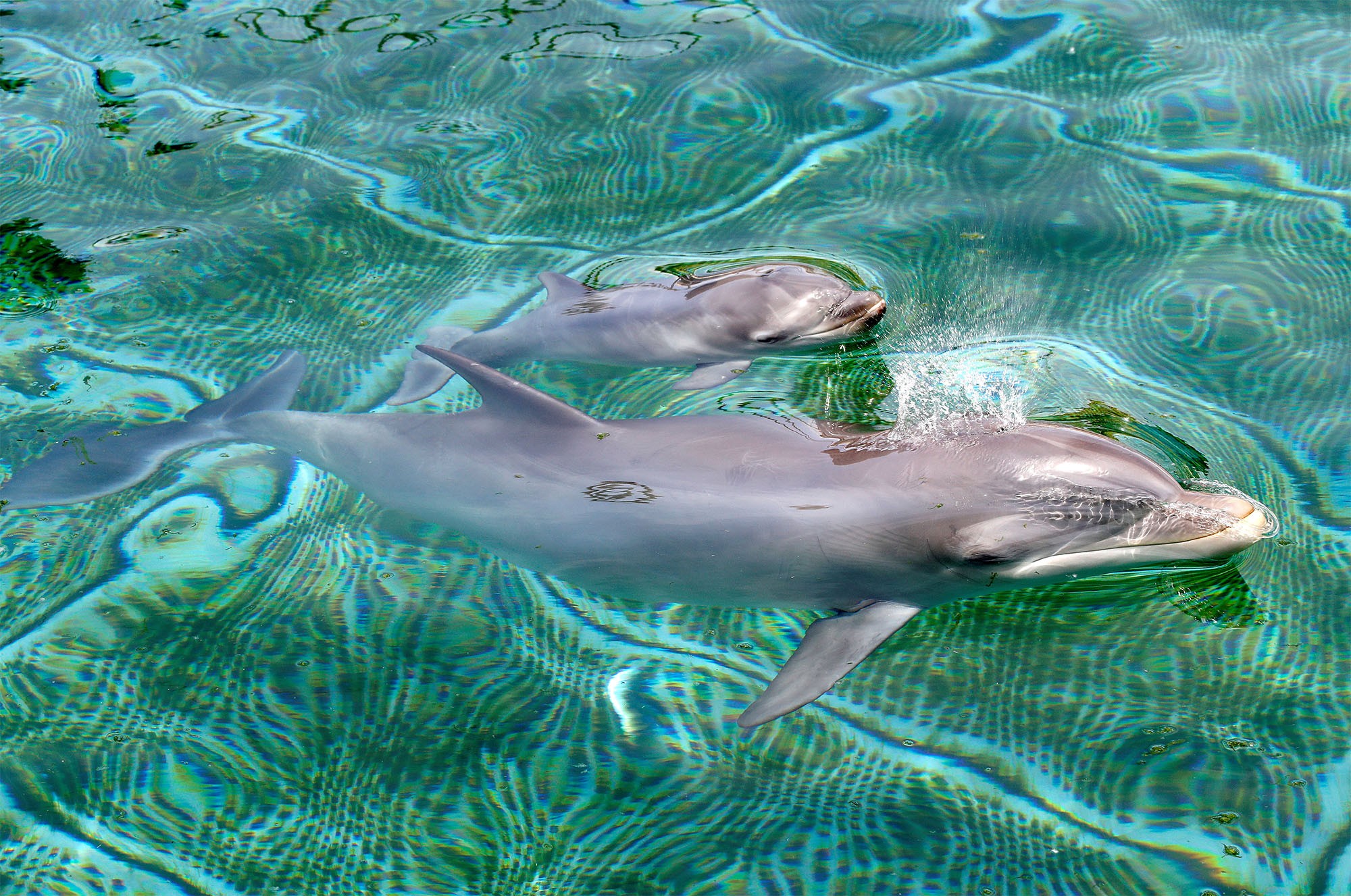 Parque de animais marinhos celebra nascimento de sua 2ª geração de golfinhos na França thumbnail