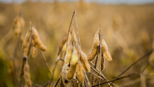 Bunge já monitora 80% da soja adquirida de fornecedores indiretos no Cerrado