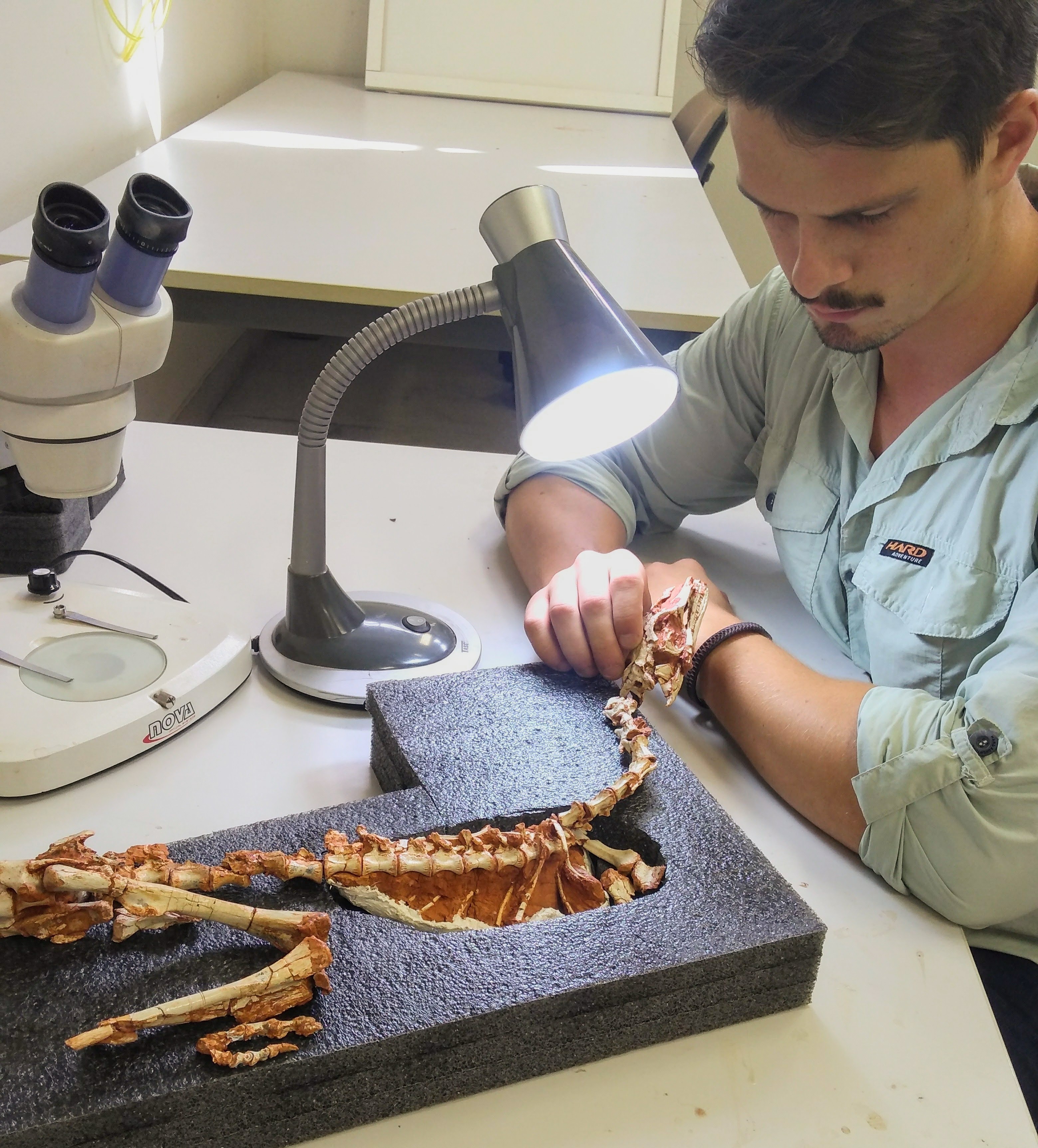 Esqueleto fossilizado do Buriolestes schultzi e o paleontólogo Rodrigo Temp Müller (Foto: Divulgação)