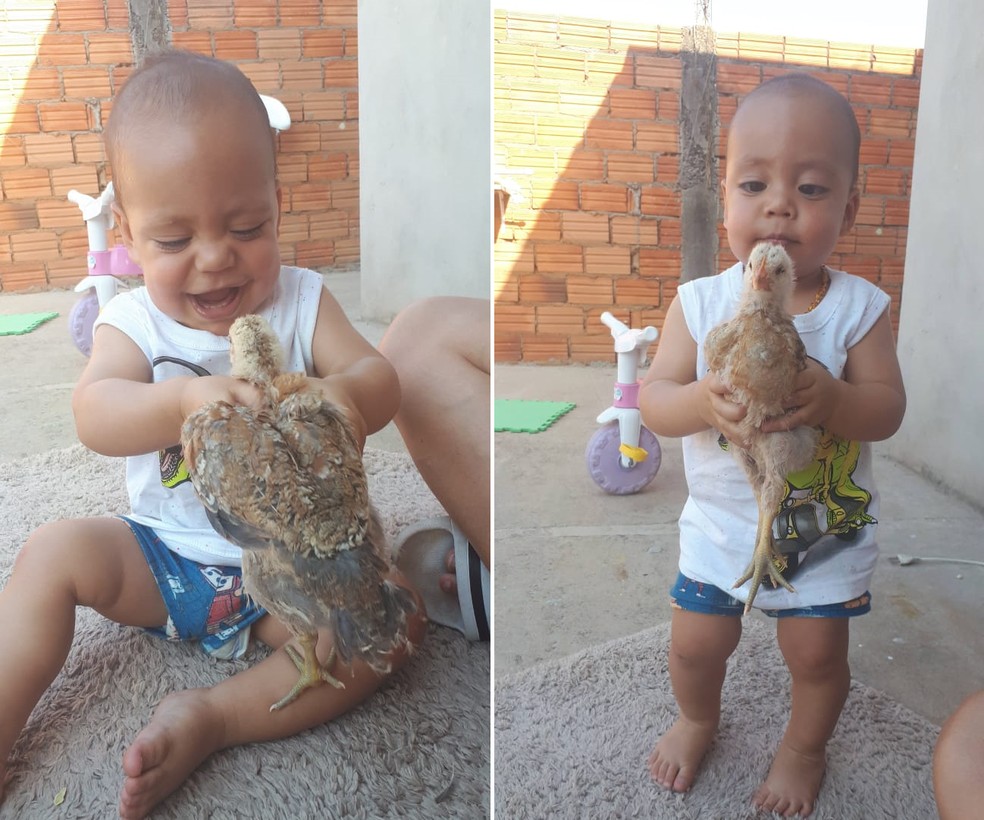 Ben criou um laço forte de amizade com o 'franguinho' Romeo em Botucatu — Foto: Arquivo pessoal/Josiane Frazão