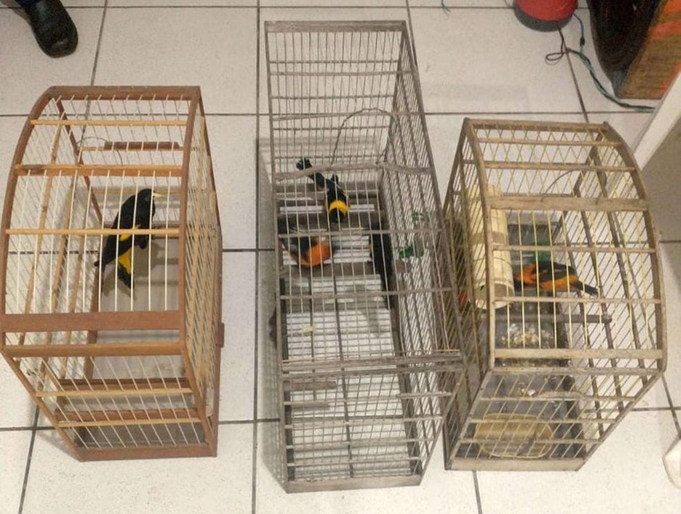 Aves foram resgatadas em Eldorado dos Carajás — Foto: PRF/Divulgação