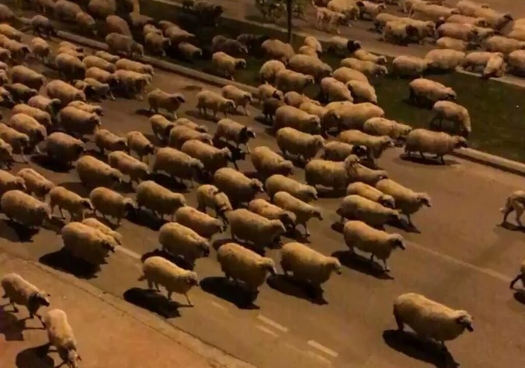 Ovelhas invadem ruas da Turquia (Foto: Reprodução | Twitter)