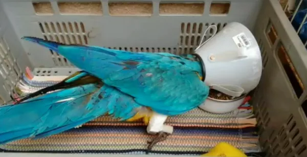 Arara Caninde A Venda Em Curitiba Mulher Que Criou Arara Caninde Em Casa Pretende Pedir Guarda Na