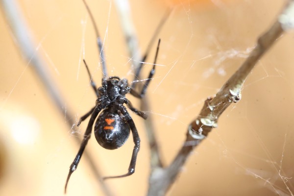 Uma aranha viúva negra (Foto: Getty Images)
