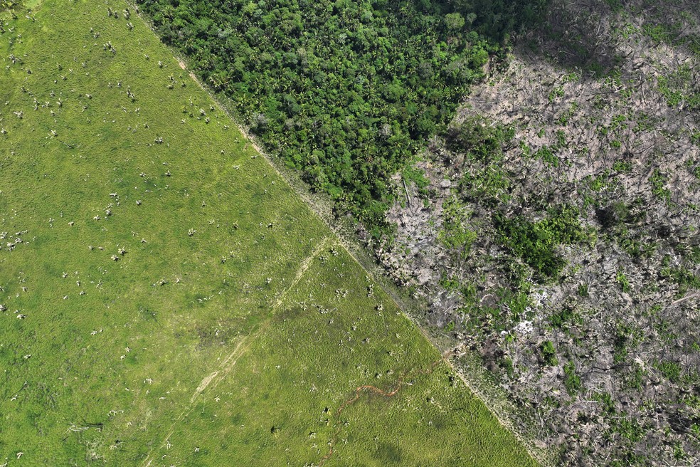 MT apresenta queda de 52% nos alertas de desmatamento em janeiro deste ano  Foto: Ueslei Marcelino/Reuters