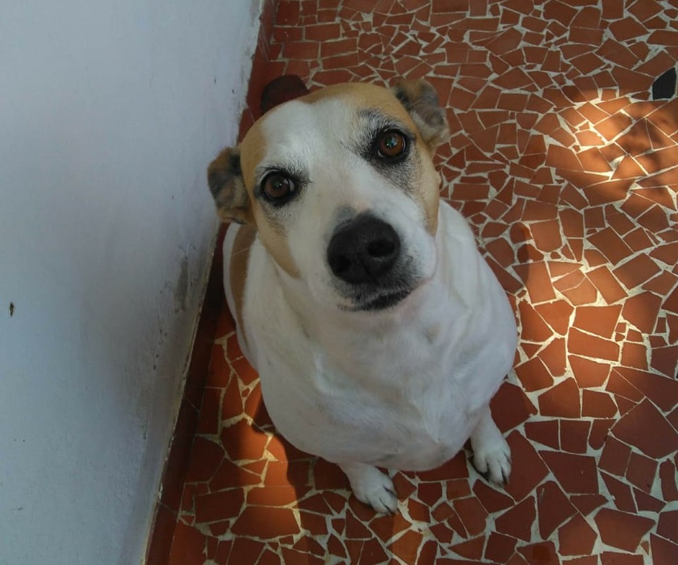 Nina foi resgatada das ruas há três anos — Foto: Arquivo pessoal