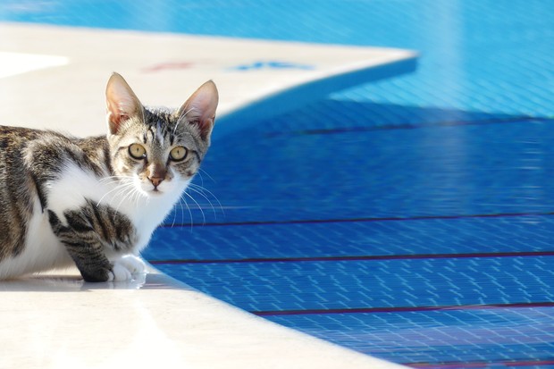 Cuidados que você precisa ter com o seu pet na piscina (Foto: Getty Images)