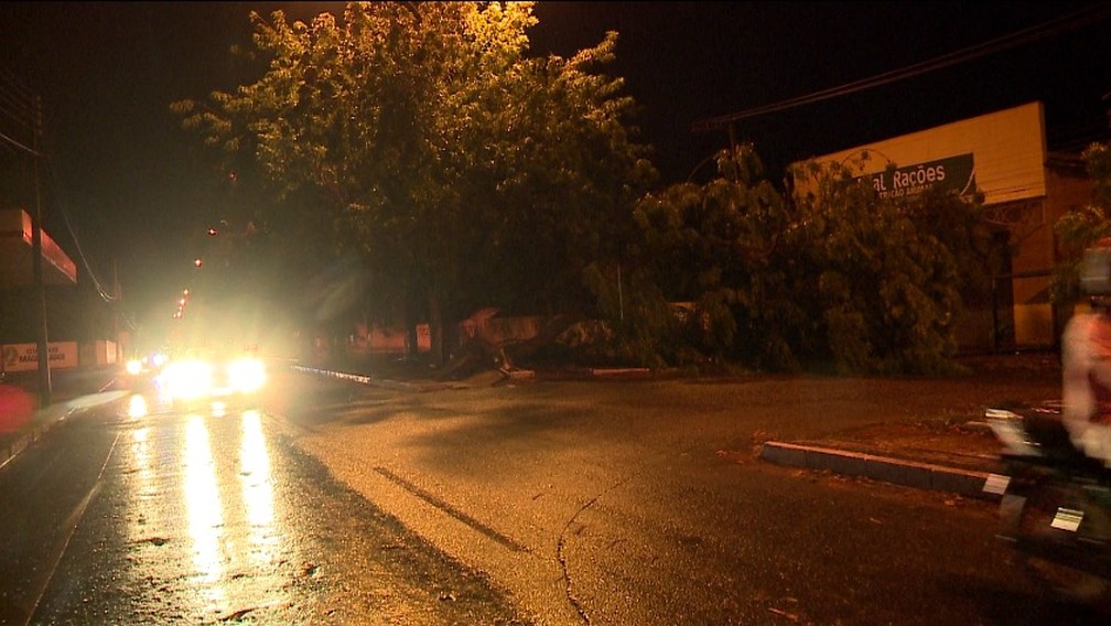 Árvores caem em Teresina após forte chuve na noite do dia 31 de dezembro — Foto: TV Clube